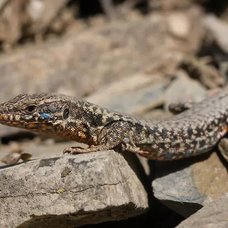 Villa Jagdhuette Breidelsley