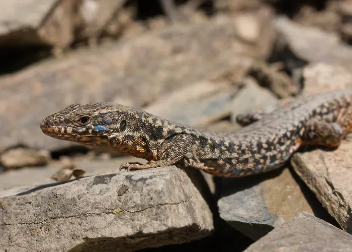 Villa Jagdhuette Breidelsley